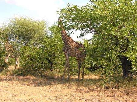 Fotos Giraffe | 