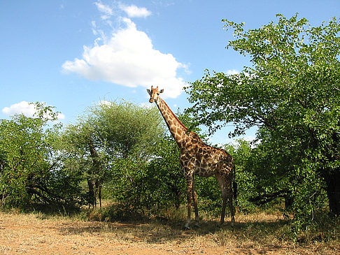 Foto Giraffe