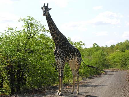 Giraffe Fotos
