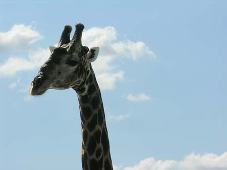 Foto Giraffe