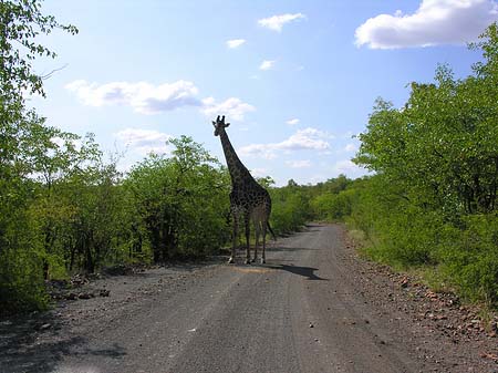 Giraffe Fotos