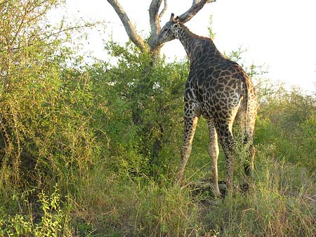 Foto Giraffe