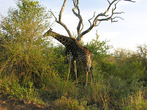 Fotos Giraffe