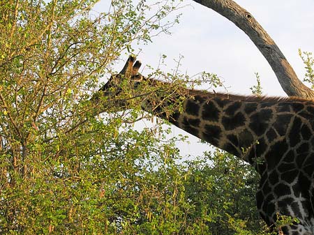 Giraffe Foto 
