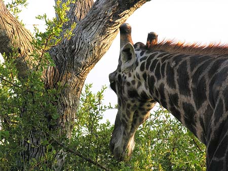 Fotos Giraffe
