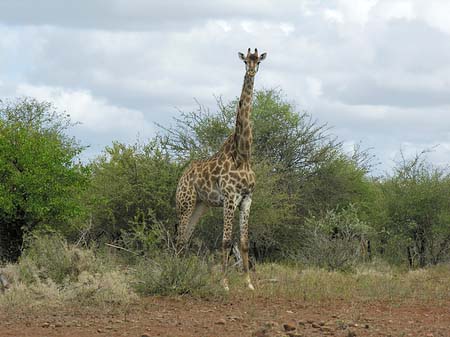 Foto Giraffe