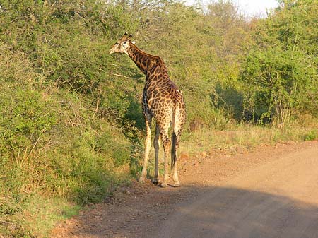 Giraffe Fotos