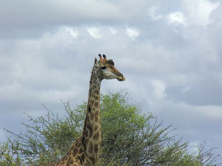 Giraffe