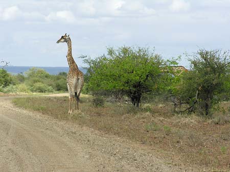Fotos Giraffe | 