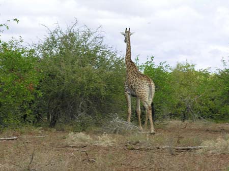 Fotos Giraffe