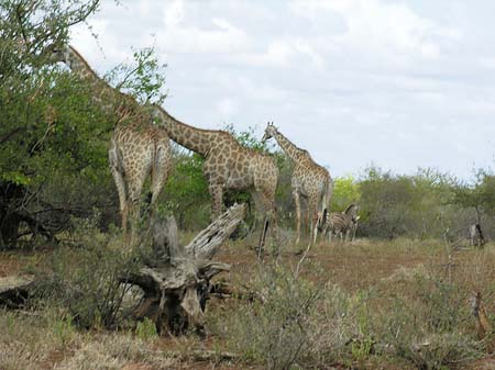Foto Giraffe - 
