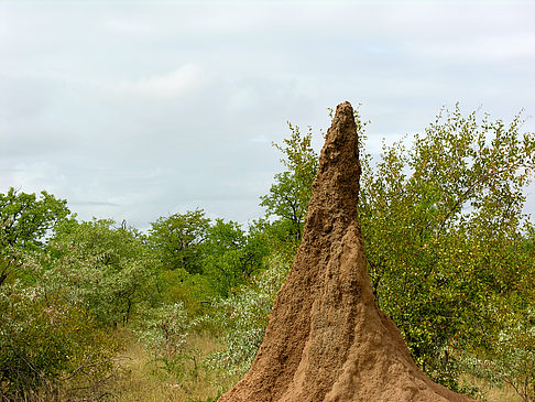 Fotos Hohe Termitenhügel