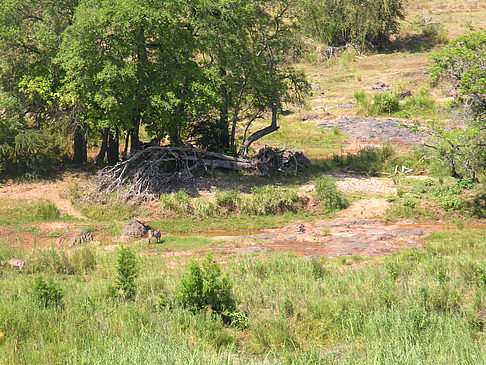 Foto Landschaften - Olifants