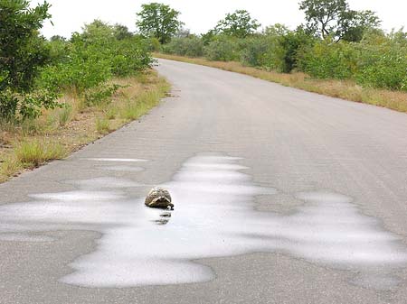 Schildkröten auf der Straße