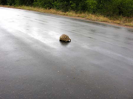 Foto Schildkröten auf der Straße - Phalaborwa