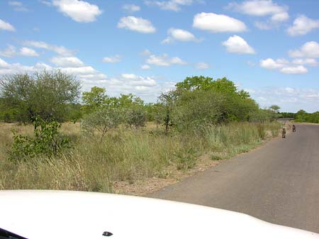 Straßenränder