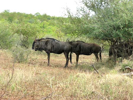 Foto Tiere des Nationalparks - 