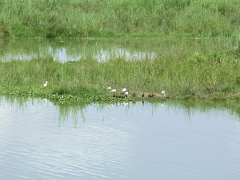 Foto Vögel am Wasser - 