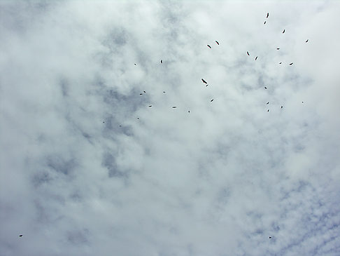 Foto Vögel