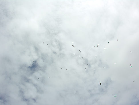 Fotos Vögel