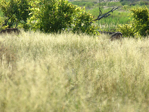 Foto Wild