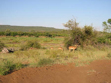 Wild Foto 