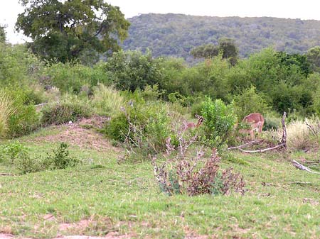 Fotos Zahmes Wild