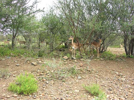 Foto Zahmes Wild - 
