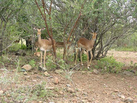 Fotos Zahmes Wild | 