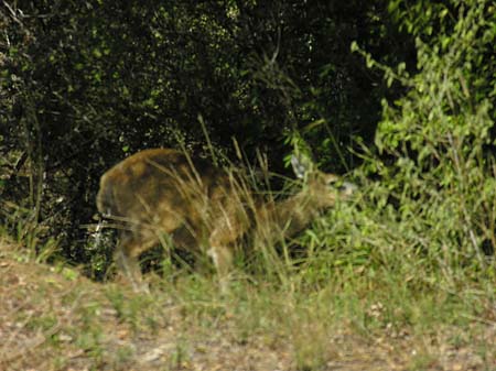 Fotos Zahmes Wild