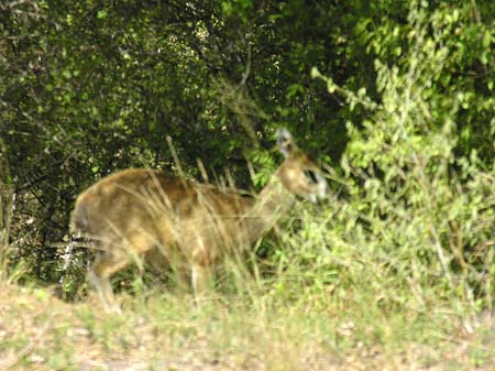 Zahmes Wild Fotos