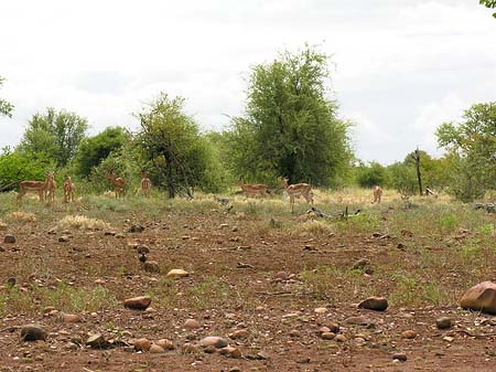 Zahmes Wild