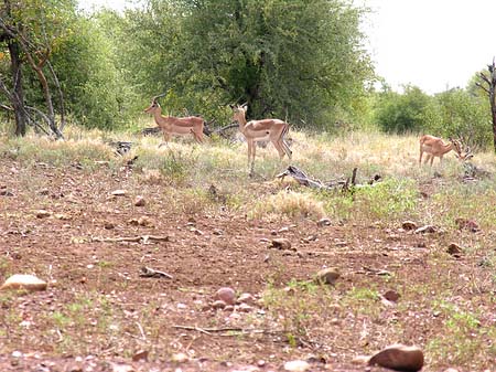 Foto Zahmes Wild - 
