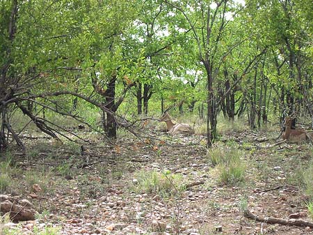 Fotos Zahmes Wild