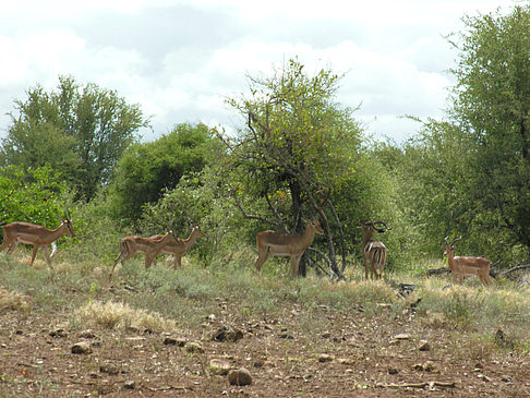 Fotos Zahmes Wild
