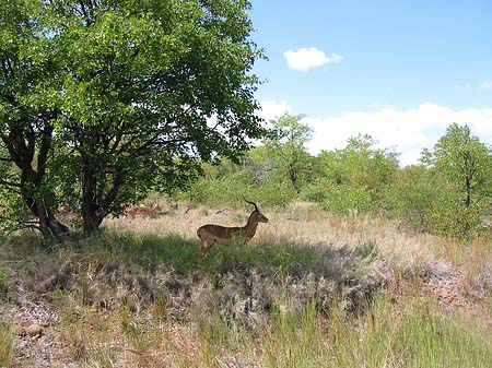 Foto Zahmes Wild - 