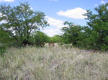 Foto Zahmes Wild