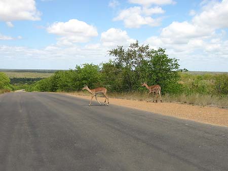 Fotos Zahmes Wild | 