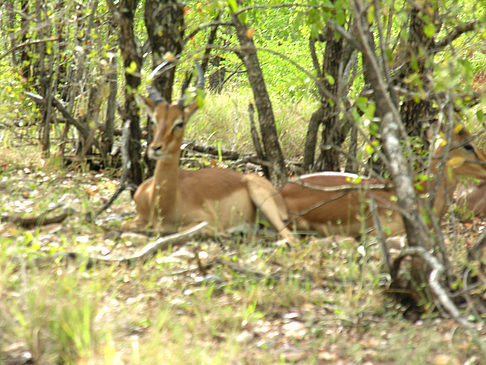 Zahmes Wild Foto 