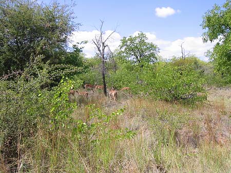 Fotos Zahmes Wild | 