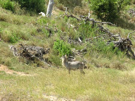 Fotos Zahmes Wild | 