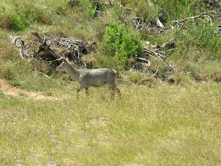 Fotos Zahmes Wild | 