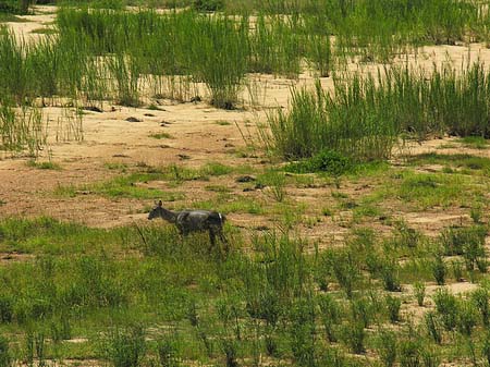 Fotos Zahmes Wild