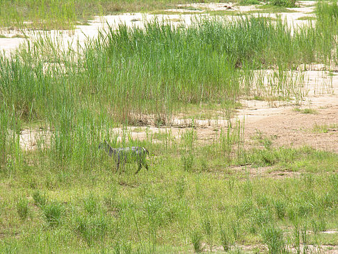 Zahmes Wild Foto 