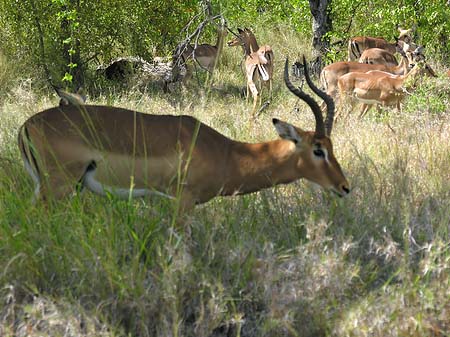 Zahmes Wild