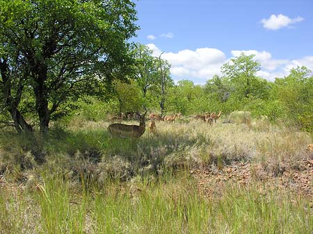 Zahmes Wild
