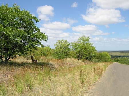 Fotos Zahmes Wild | 