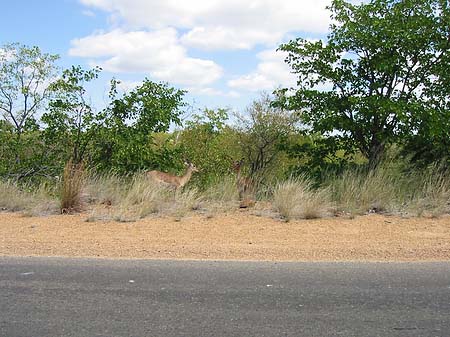 Foto Zahmes Wild