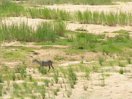 Foto Zahmes Wild - 