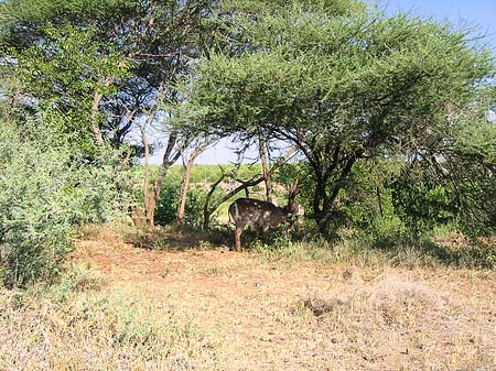 Foto Zahmes Wild - 